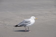 Enlarge photo 30