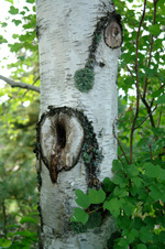 Enlarge photo 5