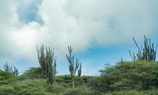 Enlarge photo 62
