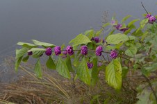 Enlarge photo 17