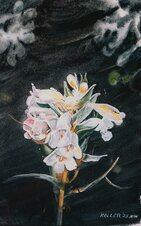 Flower Series in Watercolor