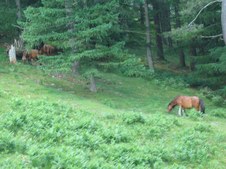 Enlarge photo 61