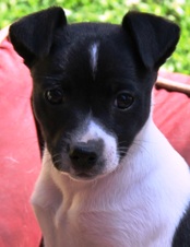 MTN TOP RAT TERRIERS - 5 WK OLD PUPPIES