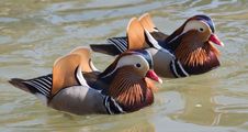 Enlarge photo 45
