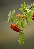 Enlarge photo 30