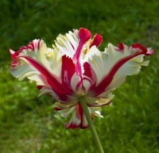 Enlarge photo 12