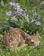 Enlarge photo 11