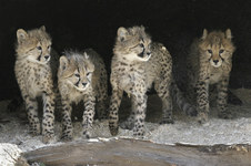 Enlarge photo 14