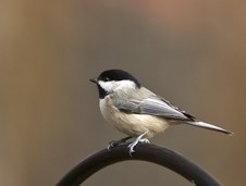Enlarge photo 34