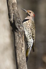 Backyard Birds