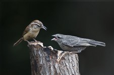 Enlarge photo 40