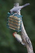 Enlarge photo 45
