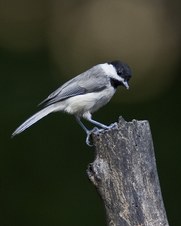 Enlarge photo 38
