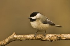 Enlarge photo 25