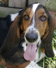 Bailey's Bassets
