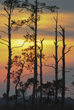 Bombay Hook & Blackwater NWR