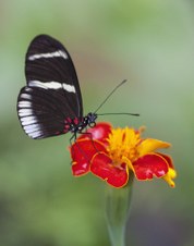 Brookside Gardens 2009