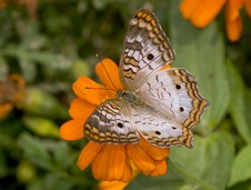 Butterflies
