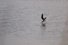 Enlarge photo 35