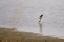 Enlarge photo 36