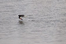 Enlarge photo 37