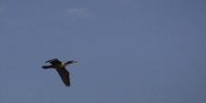 Chincoteague