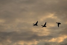Enlarge photo 31