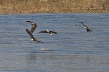 Enlarge photo 15