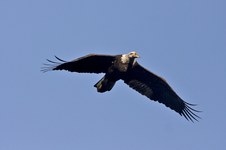 Conowingo Dam