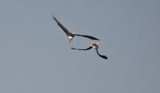 Conowingo Eagles