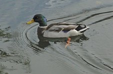 Enlarge photo 23