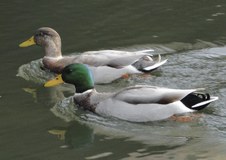 Enlarge photo 22