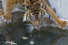 Enlarge photo 14