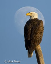 Eagles