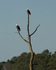 Eagles at Blackwater