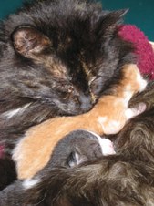 Enlarge photo 34