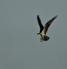 Enlarge photo 17