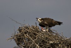 Enlarge photo 13