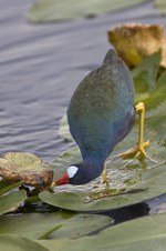 Enlarge photo 21