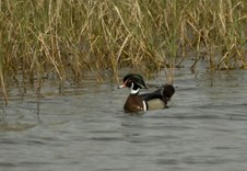 Enlarge photo 37
