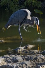 Enlarge photo 66