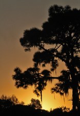 Enlarge photo 51