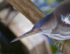 Enlarge photo 30