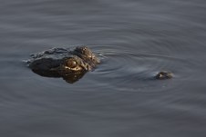 Enlarge photo 64