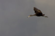 Enlarge photo 68