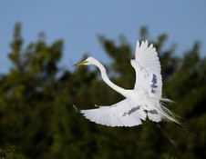 Enlarge photo 52