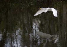 Enlarge photo 35