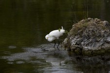 Enlarge photo 17