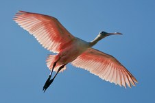 Enlarge photo 20