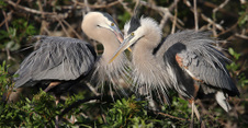 Florida Birds 2013